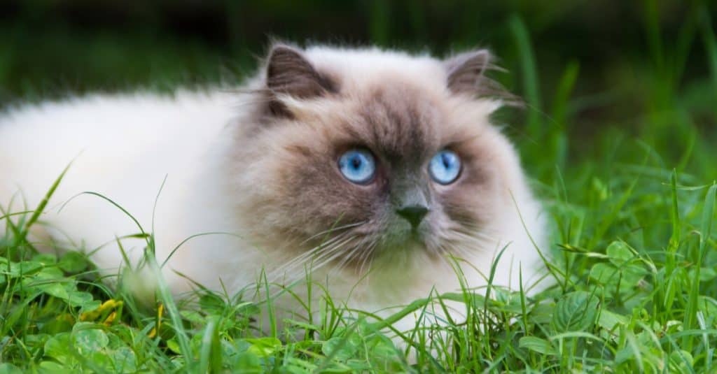 Himalayan Cat Is Sleeping On The Summer Green Grass.