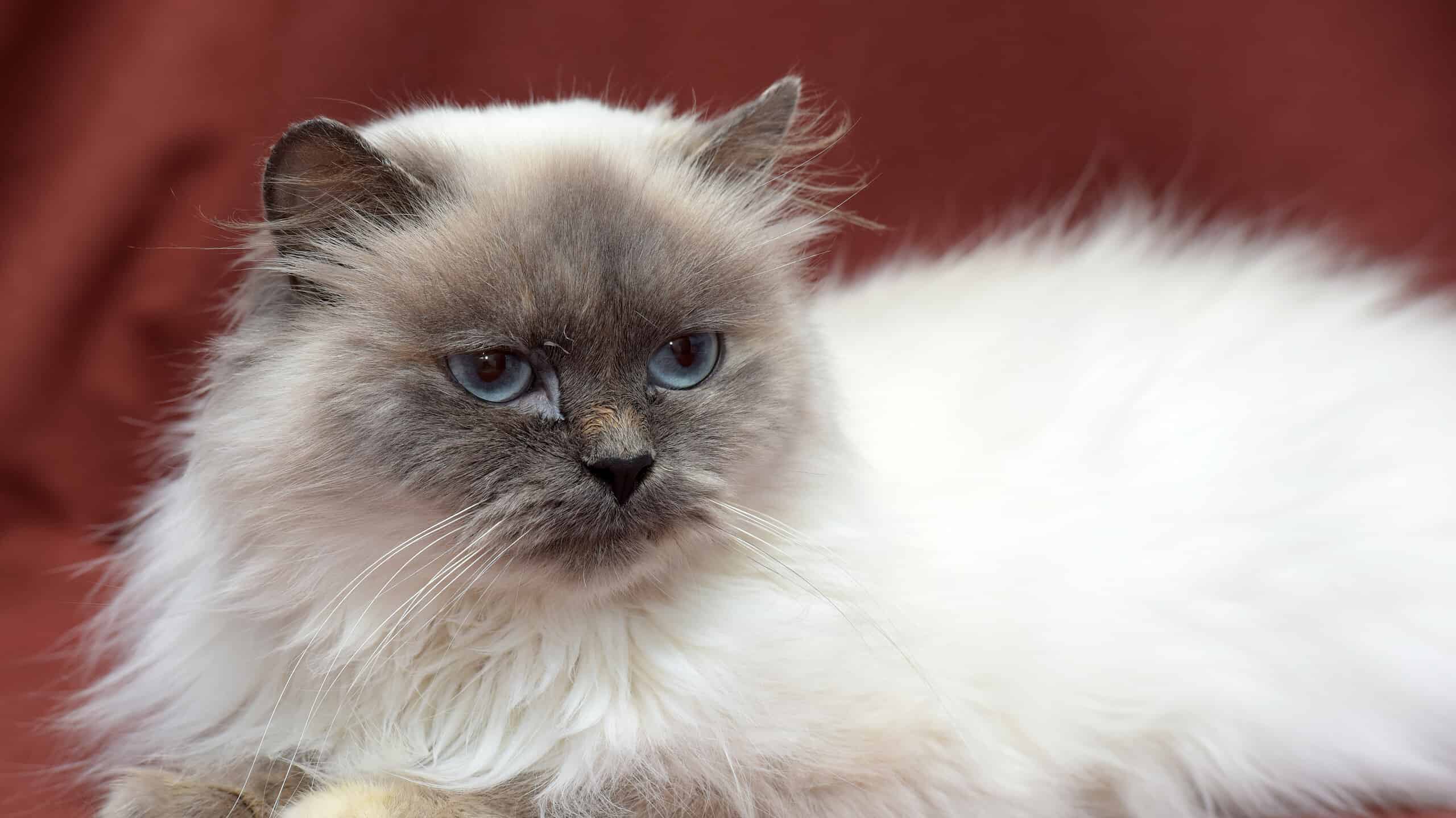 Himalayan Cat Prices In 2023: Purchase Cost, Vet Bills And Other Expenses