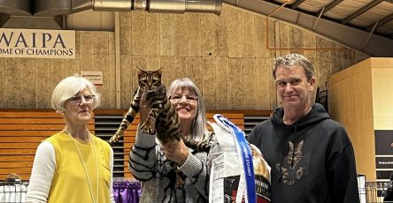 30Th Anniversary Of The Med Island Cat Club Show