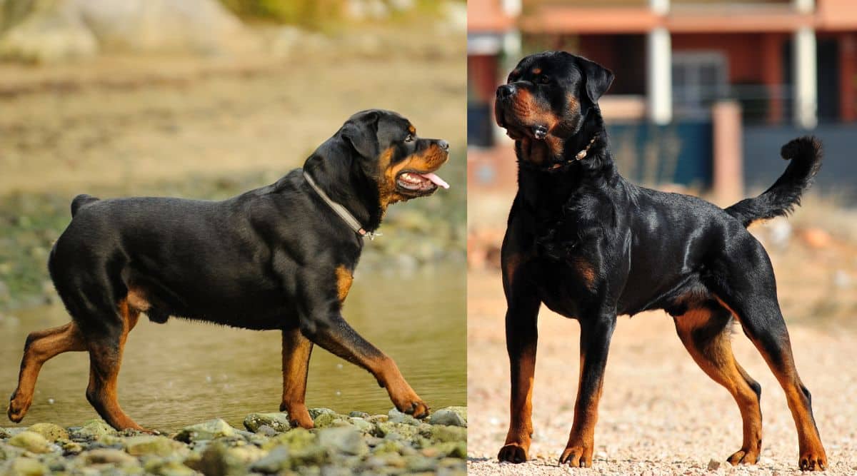 American Rottweiler Vs. German Rottweiler: Breed Differences And Similarities