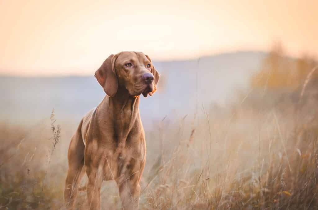 Best Pet Insurance Companies In Alabama (2023 Guide)