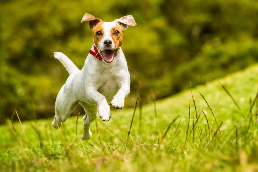 Best Pet Insurance Companies In Texas (2023)