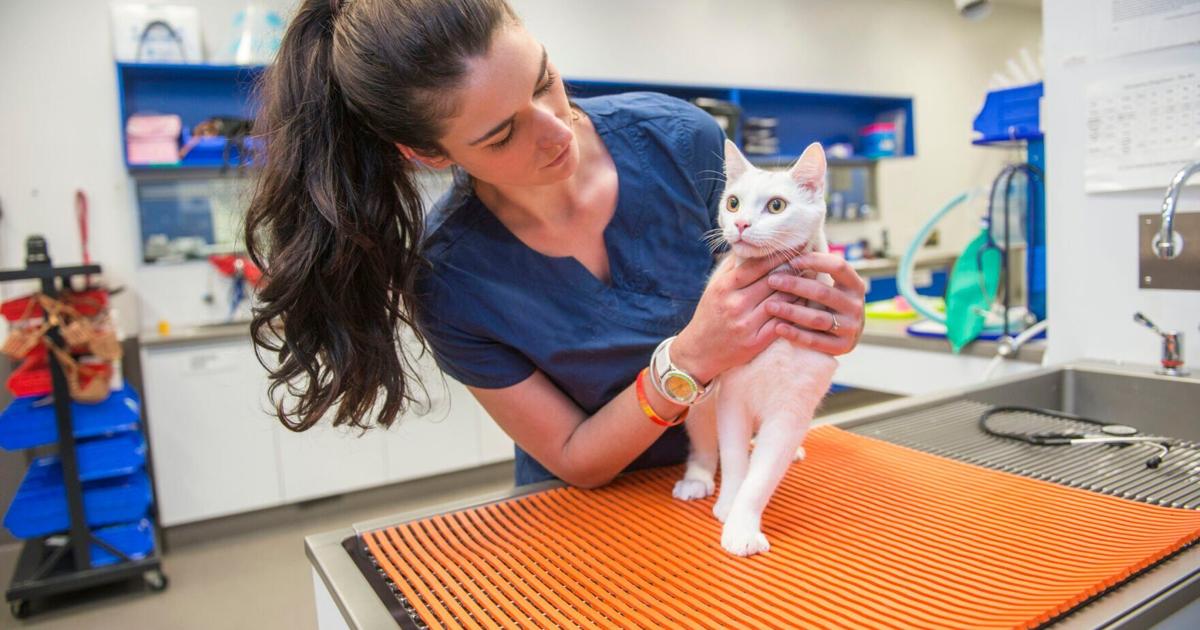 Need Emergency Pet Care?  Here'S How You Can Pay For It  Pets