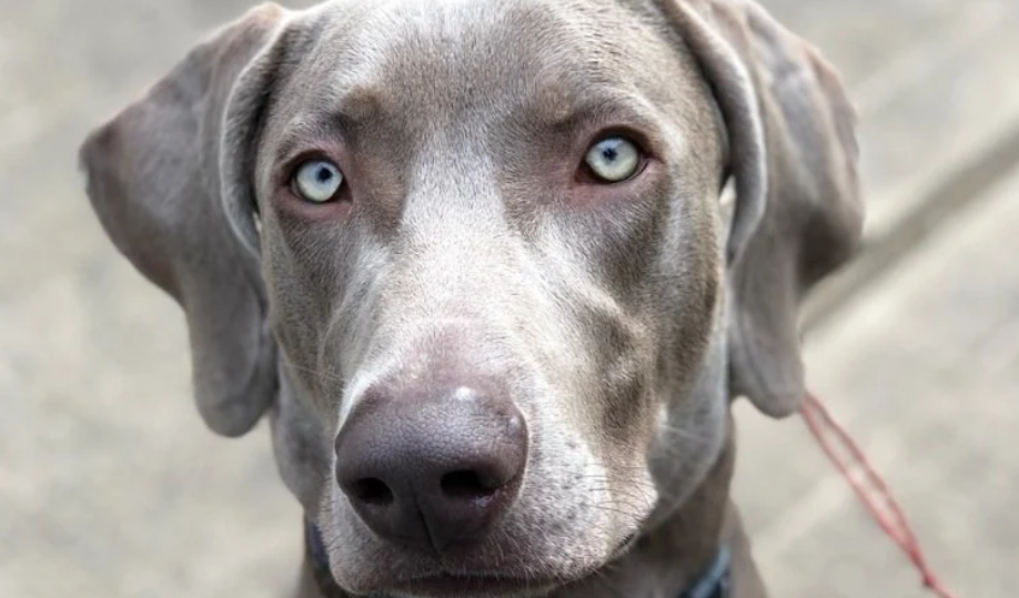 Shadow Is Considered A Dangerous Dog And Meets The Sanford Family.