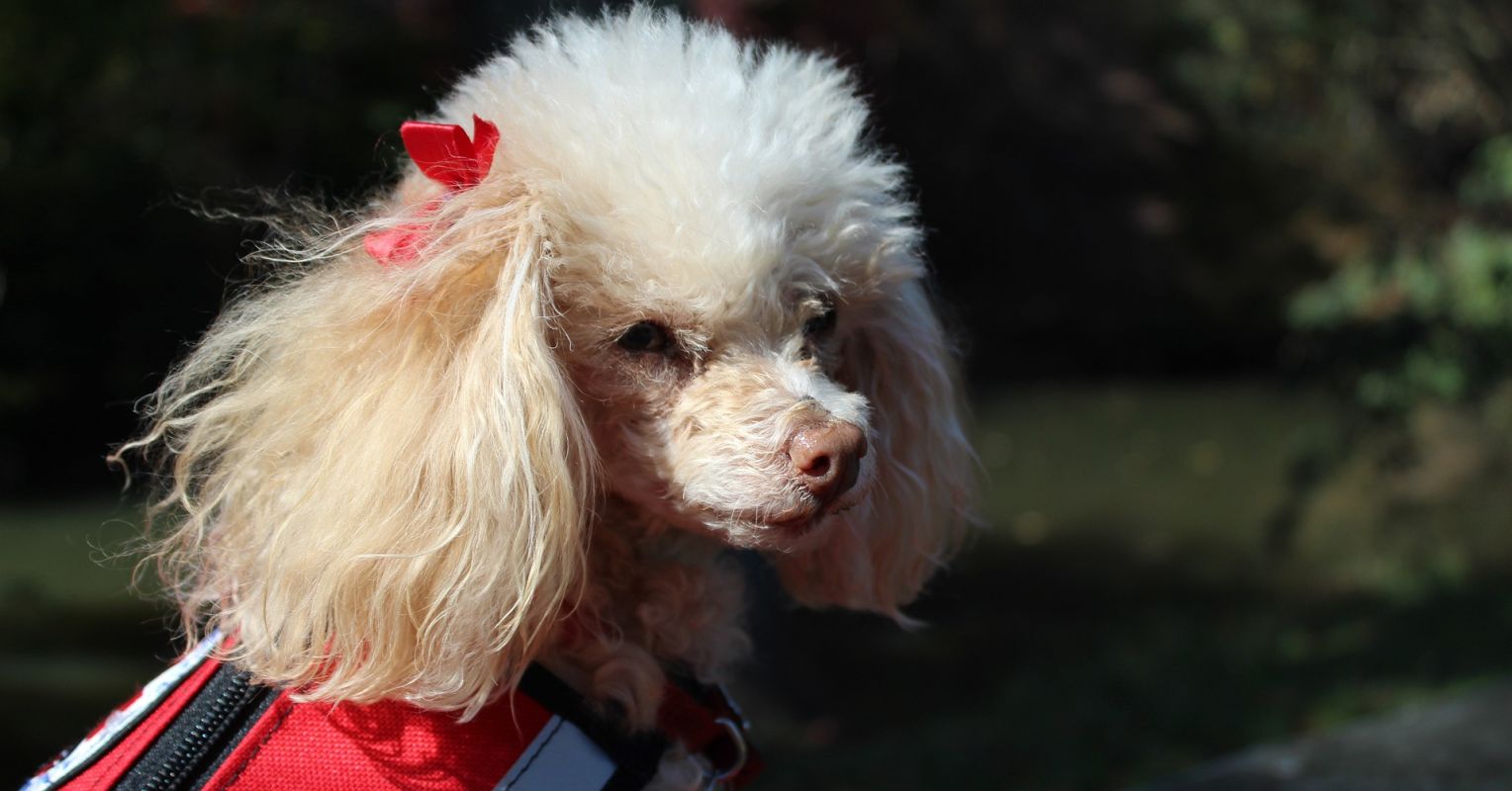 The Life-Changing Benefits Of Psychiatric Service Dogs