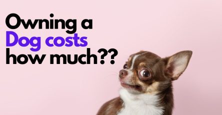 This Is The Annual Cost Of Owning A Dog.