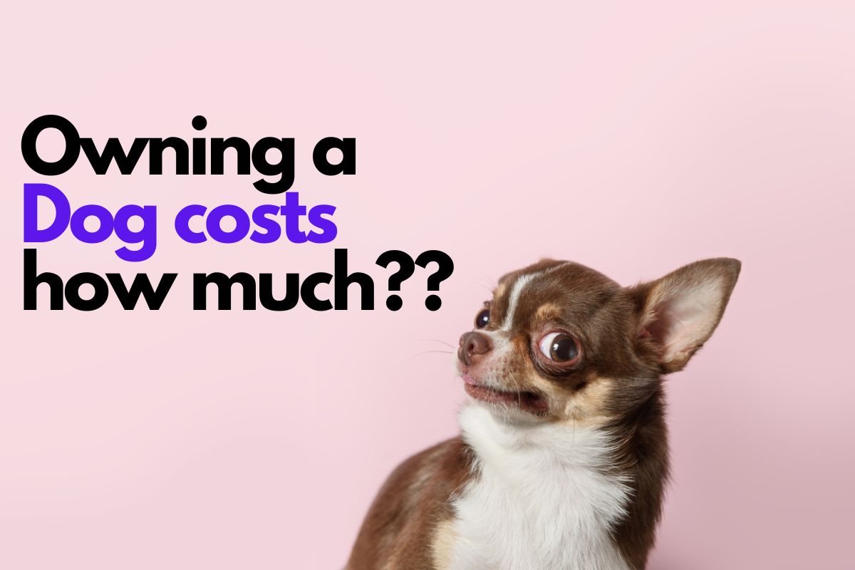 This Is The Annual Cost Of Owning A Dog.