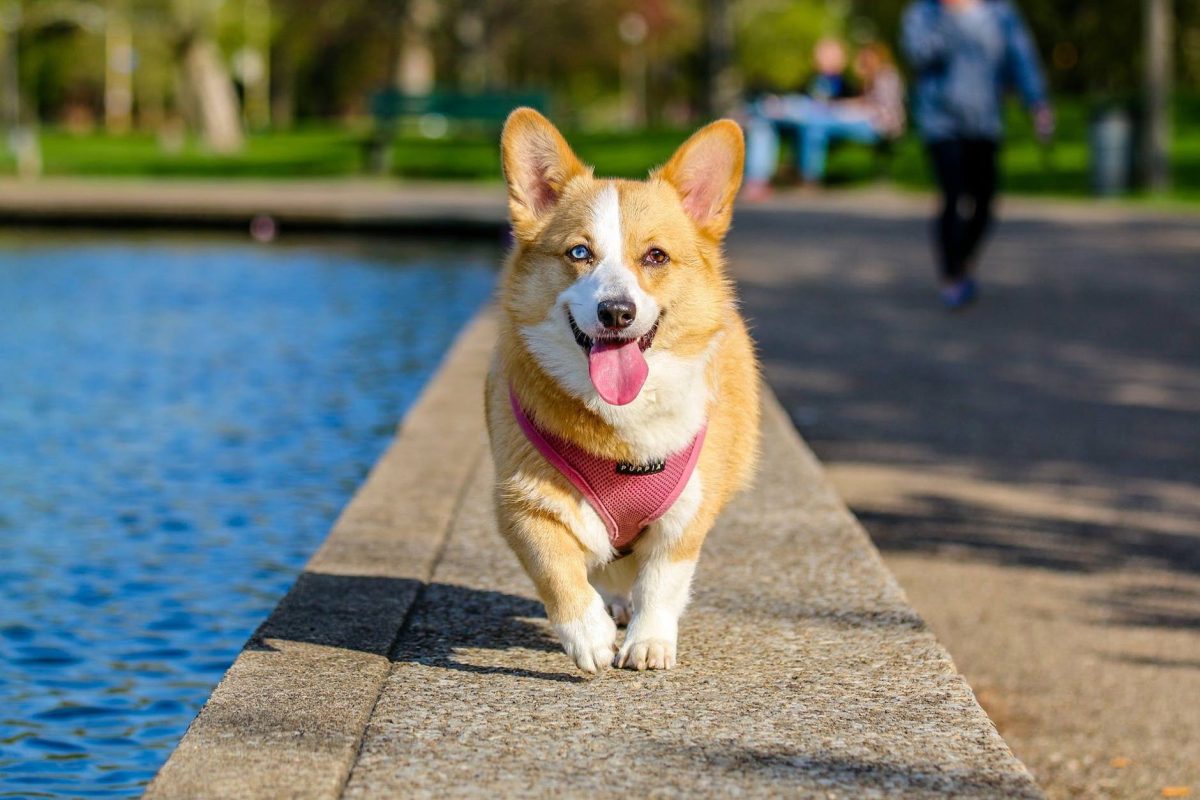 Triad City Beat |  The Most Popular Dog Names Of 2023 In North Carolina