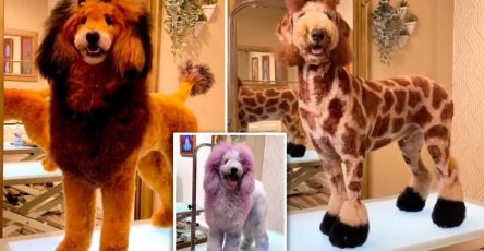 I'M A Veterinarian - Stop The 'Toxic' Trend Of Pet Hair Dyeing