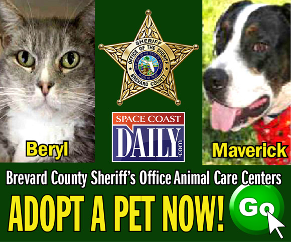 Sheriff Wayne Ivey: &Quot;As Sheriff Of Brevard County, I Am Excited To Partner With Space Coast Daily To Highlight And Profile The Many Wonderful Animals Temporarily Housed At Our Brevard County Sheriff'S Office Animal Care Centers.&Quot; Click Here To See Video And Story