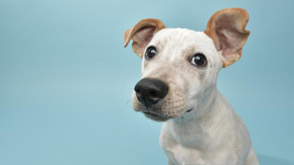 2023 Best Pet Insurance In Wisconsin - Forbes Advisor