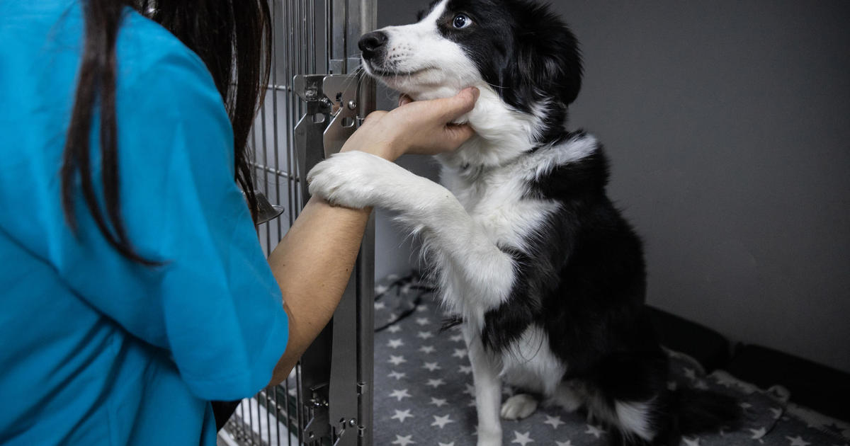 3 Reasons Adopted Pets Need Pet Insurance