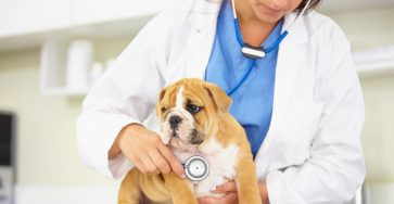 Aspca Pet Insurance Review 2023