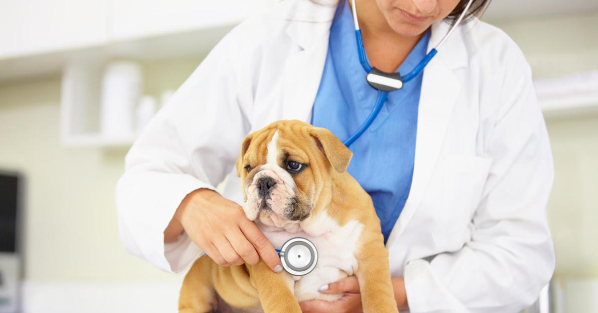 Aspca Pet Insurance Review 2023