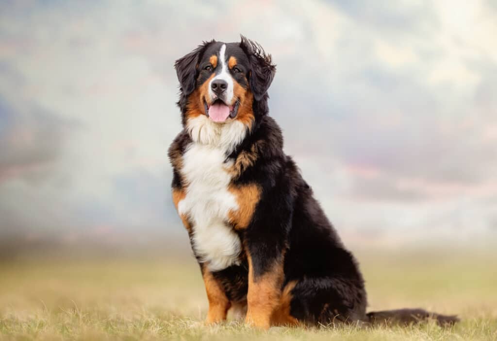 Best Pet Insurance Companies In Connecticut (2023)