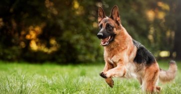 Best Pet Insurance Plans For German Shepherds (2023)