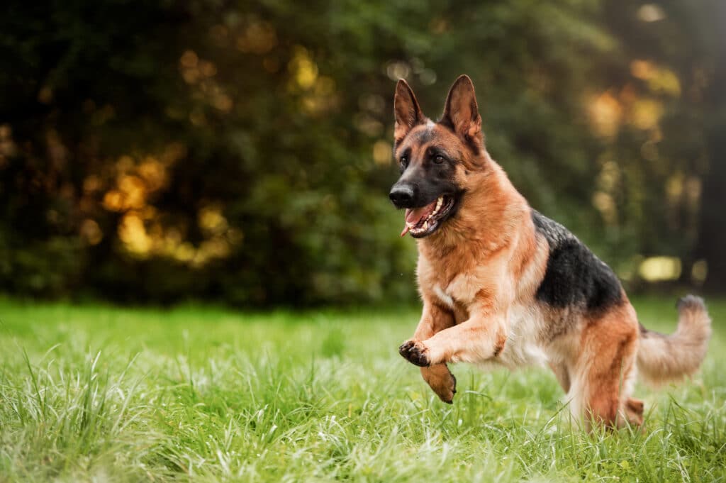 Best Pet Insurance Plans For German Shepherds (2023)