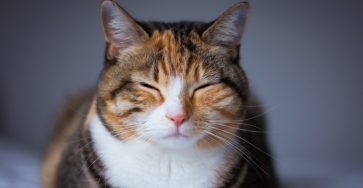 Compare Pet Insurance Cats - Forbes Advisor Uk