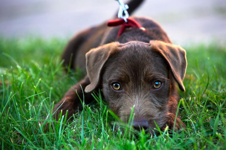 The 20 Cheapest Dog Breeds To Own In The Uk Have Been Revealed