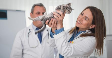 Why Cats Need Pet Insurance