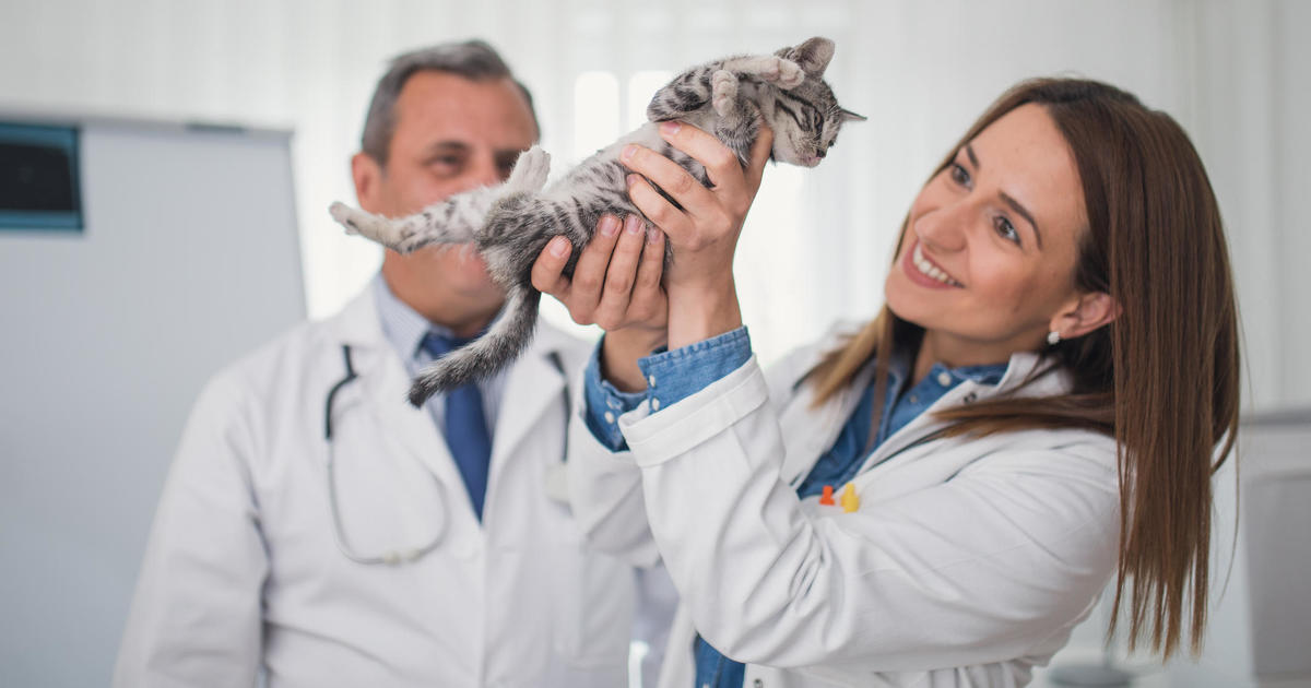 Why Cats Need Pet Insurance