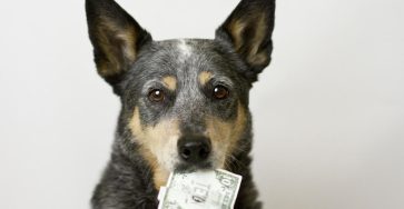 Why Pet Insurance Is Cheaper For Mixed Breeds