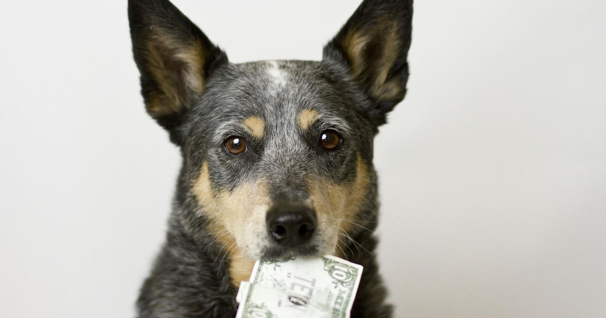 Why Pet Insurance Is Cheaper For Mixed Breeds