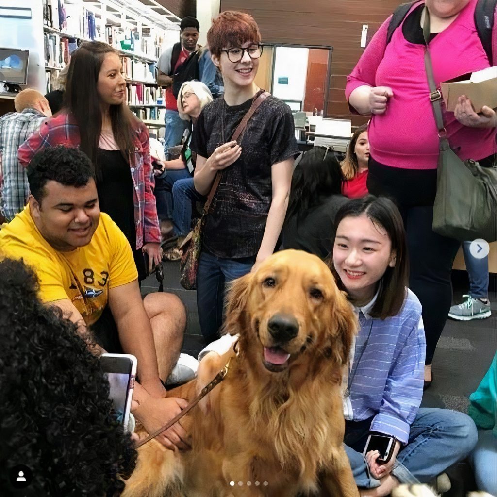 College Students Are Sitting In The Library Playing Golden Retriever