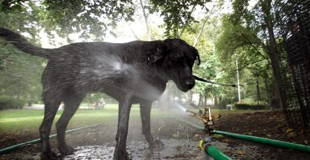 Extreme Heat Can Harm Our Pets - This Is What You Need To Know - Forbes Consultant