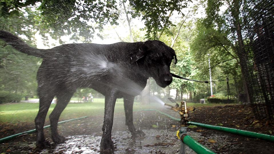 Extreme Heat Can Harm Our Pets - This Is What You Need To Know - Forbes Consultant