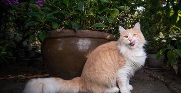 When A Domestic Cat Explores The Yard For The First Time, The Internet Freezes