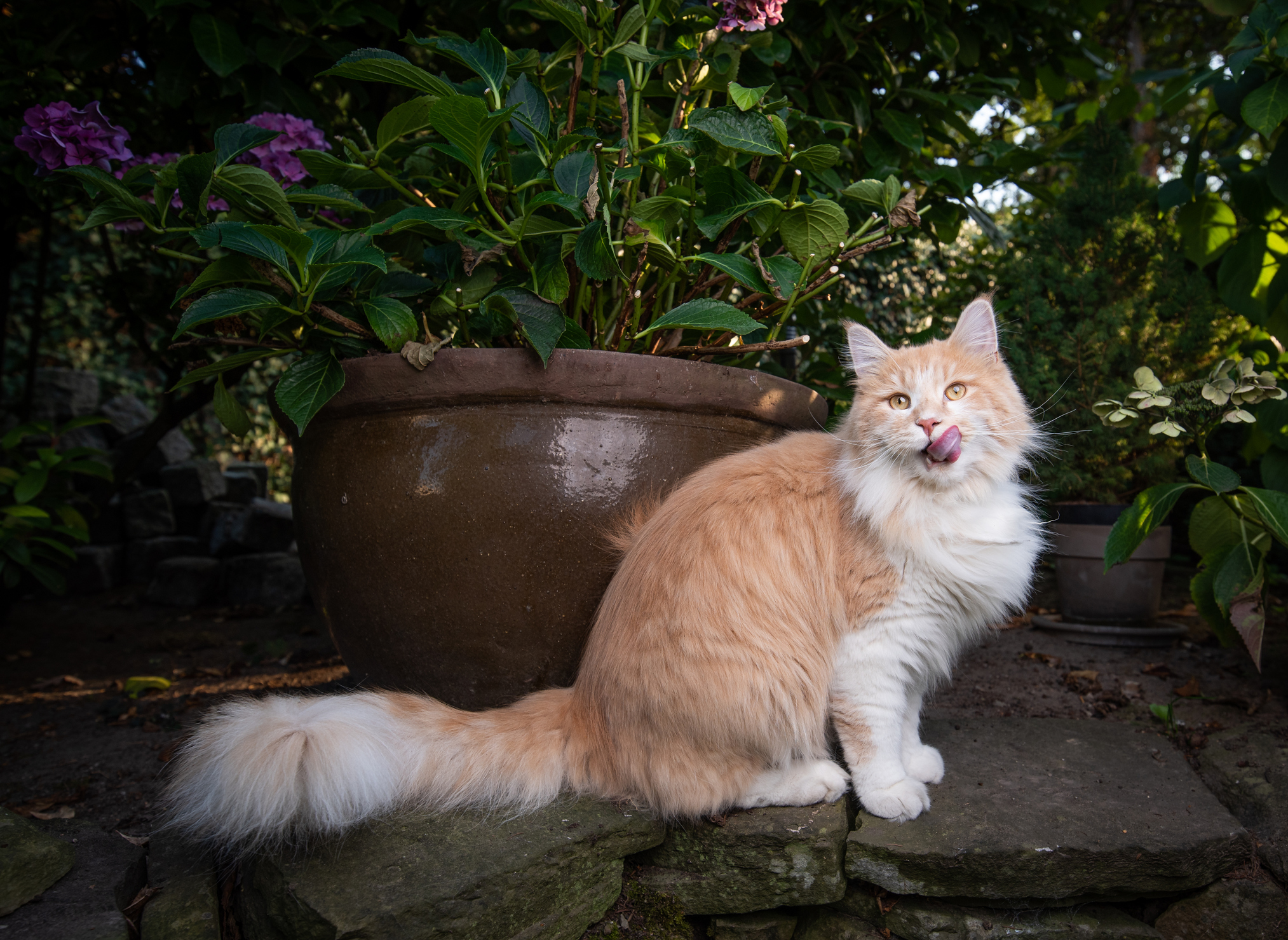 When A Domestic Cat Explores The Yard For The First Time, The Internet Freezes